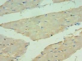 ANGPTL4 Antibody (aa26-406)