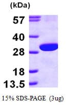 Human SCEH / ECHS1 Protein (Recombinant His)