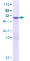Human NUBP2 Protein (Recombinant GST)