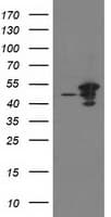 ARFGAP1 Antibody (clone OTI2C5)