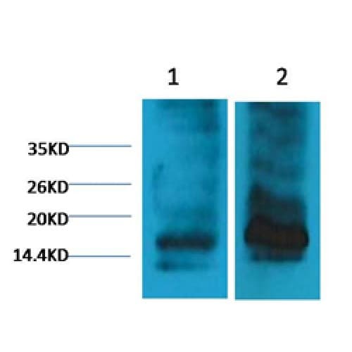 Histone H3 Antibody (clone 4H8)