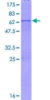 Human XAF1 Protein (Recombinant GST)