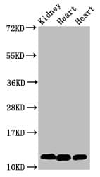 IHC-plus™ CYCS / Cytochrome c Antibody (aa2-105)