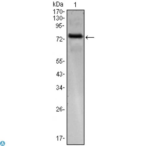Monoclonal Mouse anti-Human KLHL25 Antibody (WB)