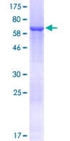 Human AZI2 / NAP1 Protein (Recombinant GST)