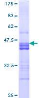 Human NRP2 / Neuropilin 2 Protein (Recombinant GST, N-terminus)