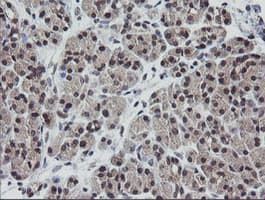 ETS2 Antibody (clone OTI1H4)
