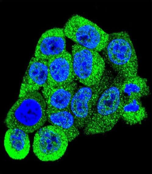 YWHAB / 14-3-3 Beta Antibody (aa217-246)