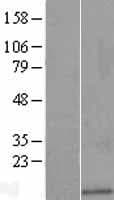 TMSL3 Protein (Over-Expression Lysate Myc-DDK (Flag))