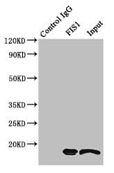 FIS1 Antibody