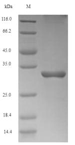 Human MAGE10 / MAGEA10 Protein (Recombinant 10His, N-terminus)