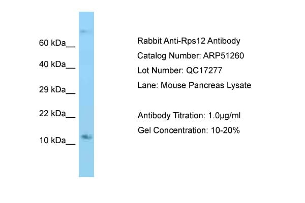 Polyclonal Rabbit anti-Mouse RPS12 / Ribosomal Protein S12 Antibody (C-Terminus, IHC, WB)
