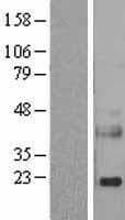 REG3A Protein (Over-Expression Lysate Myc-DDK (Flag))
