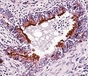 Alpha Tubulin Antibody (clone DM1A, Biotin)
