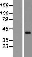 CXXC5 Protein (Over-Expression Lysate Myc-DDK (Flag))