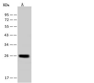 YIPF4 Antibody