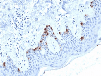 PMEL / SILV / gp100 Antibody (clone PMEL/2038, Azide-free, BSA-free)