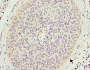 SCGB2A2 / Mammaglobin A Antibody