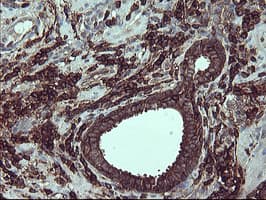 IHC-plus™ CD45 / LCA Antibody (clone 4C11)