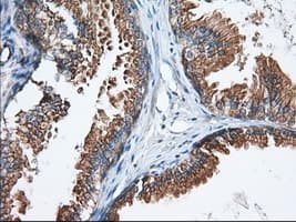 GORASP1 / GRASP65 Antibody (clone OTI5G8)