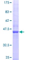 Human TNFSF14 / LIGHT Protein (Recombinant GST)