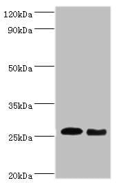 Polyclonal Rabbit anti-Sheep TNF Alpha Antibody (WB)