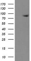 ZBED1 / TRAMP Antibody (clone OTI1D5)
