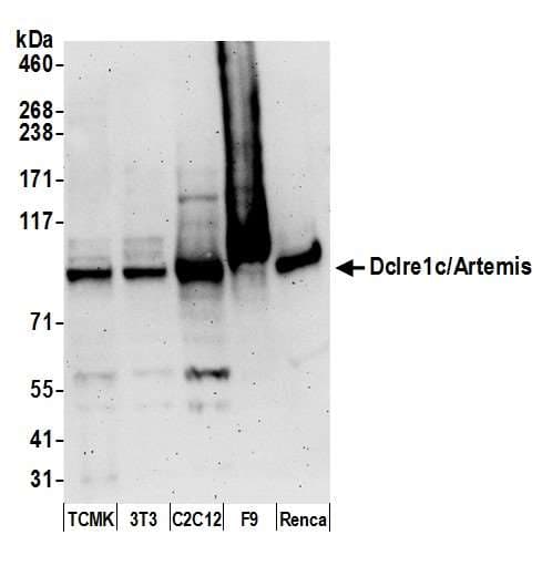 Polyclonal Rabbit anti-Mouse DCLRE1C / Artemis Antibody (aa575-625, WB)