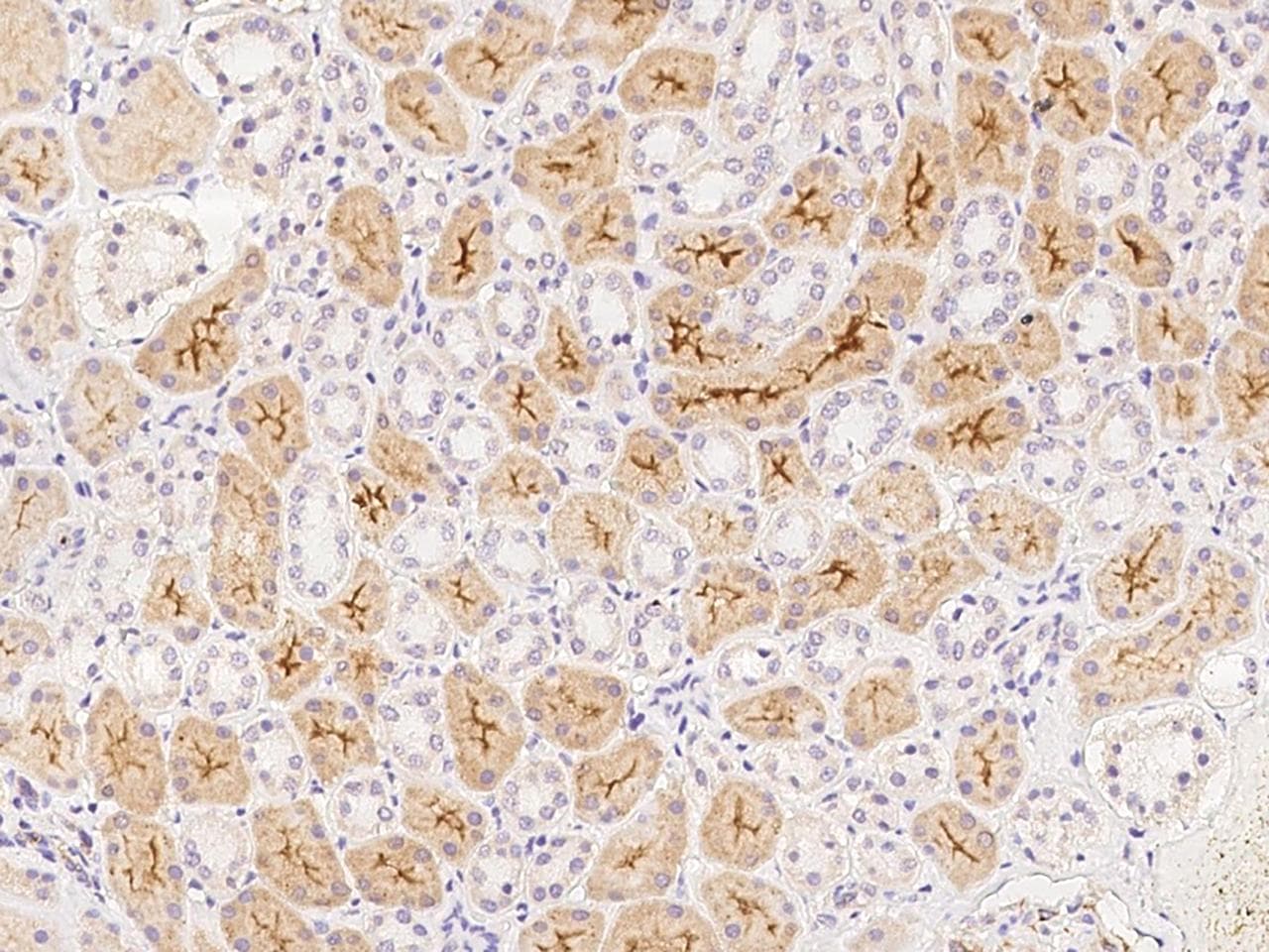 MORN1 Antibody