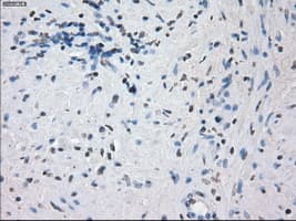 KDM4C / JMJD2C Antibody (clone OTI5B9)