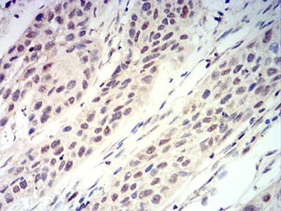RUNX3 Antibody (clone 7E2B8)
