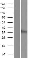 JKAMP Protein (Over-Expression Lysate Myc-DDK (Flag))