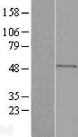 DHCR24 / Seladin-1 Protein (Over-Expression Lysate Myc-DDK (Flag))