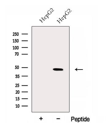 ERGIC2 Antibody