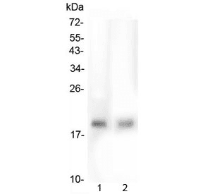 Polyclonal Rabbit anti-Human FAM176A / TMEM166 Antibody (IHC, WB)