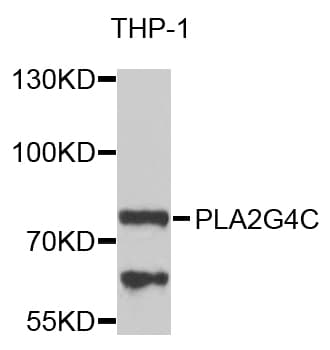 PLA2G4C Antibody
