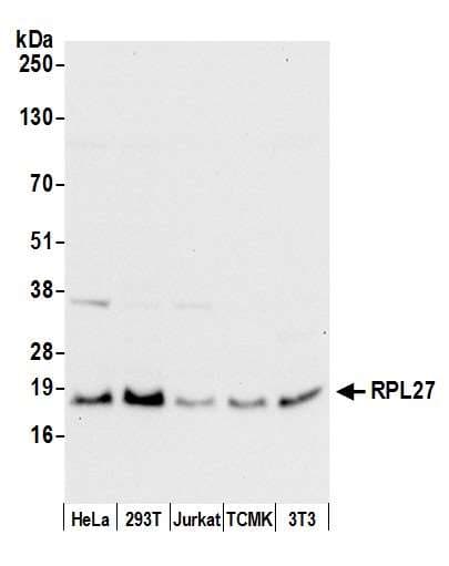 Polyclonal Rabbit anti-Human RPL27 / Ribosomal Protein L27 Antibody (aa86-136, WB)