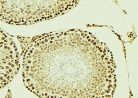 MLLT10 Antibody