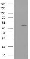 PACSIN3 Antibody (clone OTI2D7)