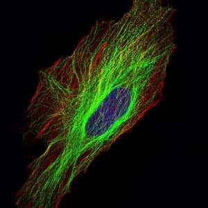 IHC-plus™ TUBA8 / Tubulin Alpha 8 Antibody (clone 2D6)