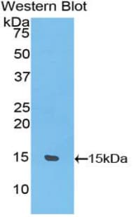 UCP1 / UCP-1 Antibody (aa179-296)