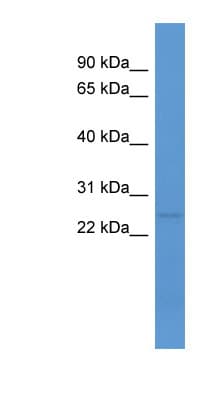 C1QL1 Antibody (N-Terminus)