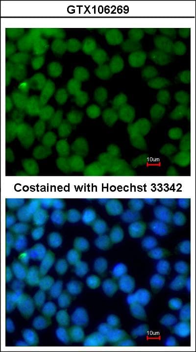 FLII / FLI Antibody (aa435-778)