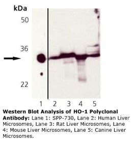IHC-plus™ Polyclonal Rabbit anti-Rat HMOX1 / HO-1 Antibody (IHC, WB)