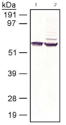 RPE65 Antibody (clone 401.8B11.3D9, DY650)