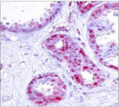 JUN / c-Jun Antibody