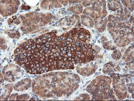 USP9X / FAM Antibody (clone OTI2G7)