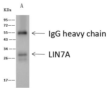 LIN7A Antibody (Preservative Free)
