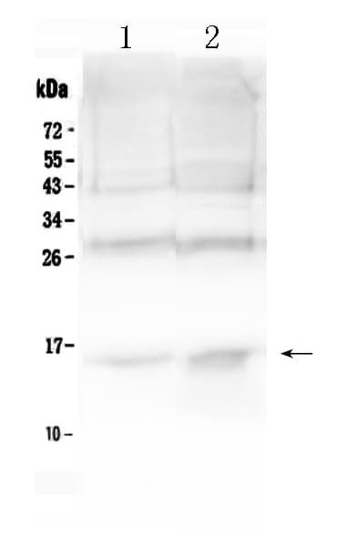 HBA1 Antibody