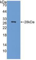 NCL / Nucleolin Antibody (aa353-568, PE)